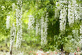White Wisteria Cuttings – Wisteria floribunda, Flowering Vine, White Blooms, Propagation, Climbing Plant, Garden Trellis