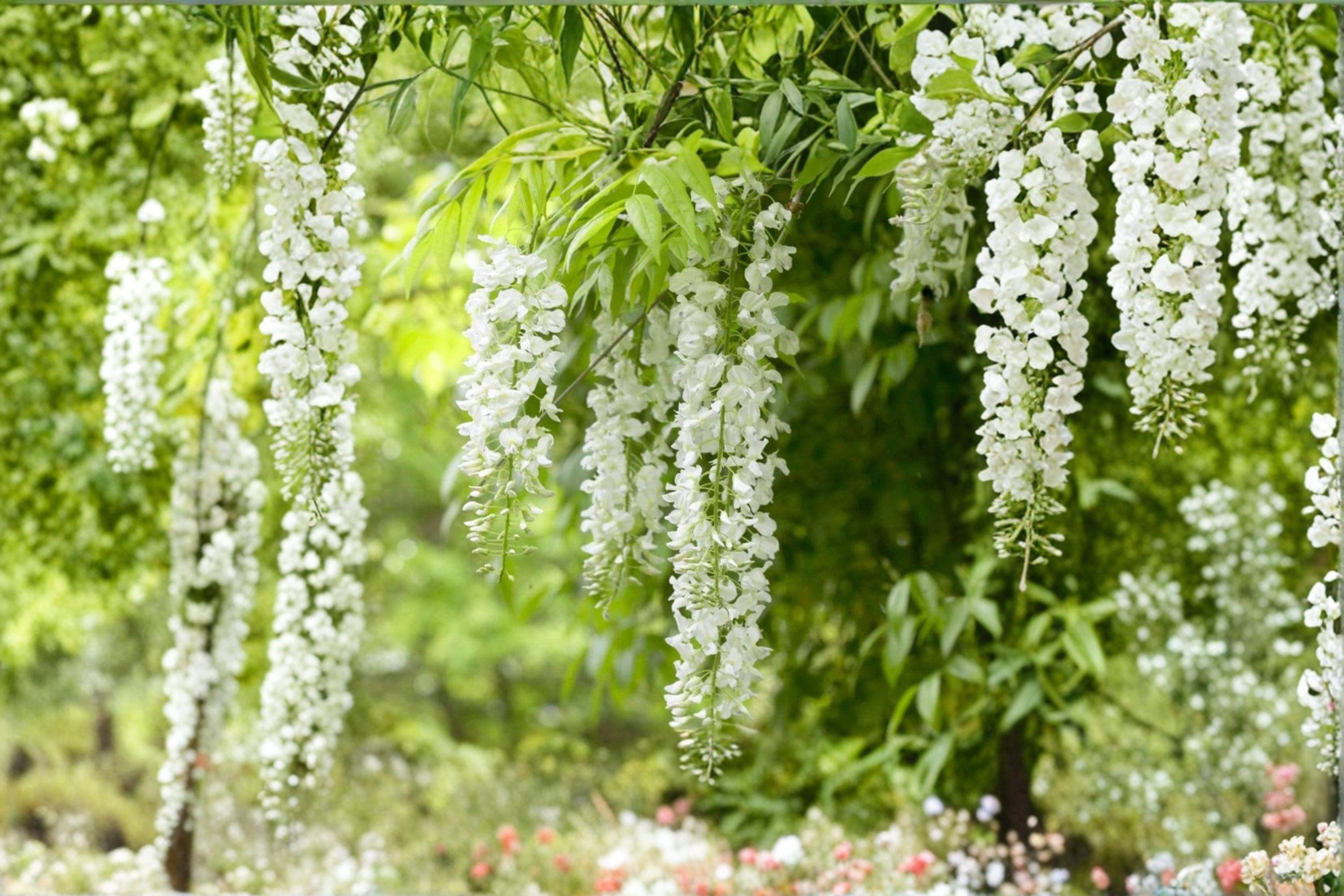 White Wisteria Cuttings – Wisteria floribunda, Flowering Vine, White Blooms, Propagation, Climbing Plant, Garden Trellis