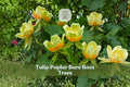 2 Tulip Poplar Bare Root Trees | Liriodendron tulipifera Native Shade Trees | Live Seedlings for Landscaping