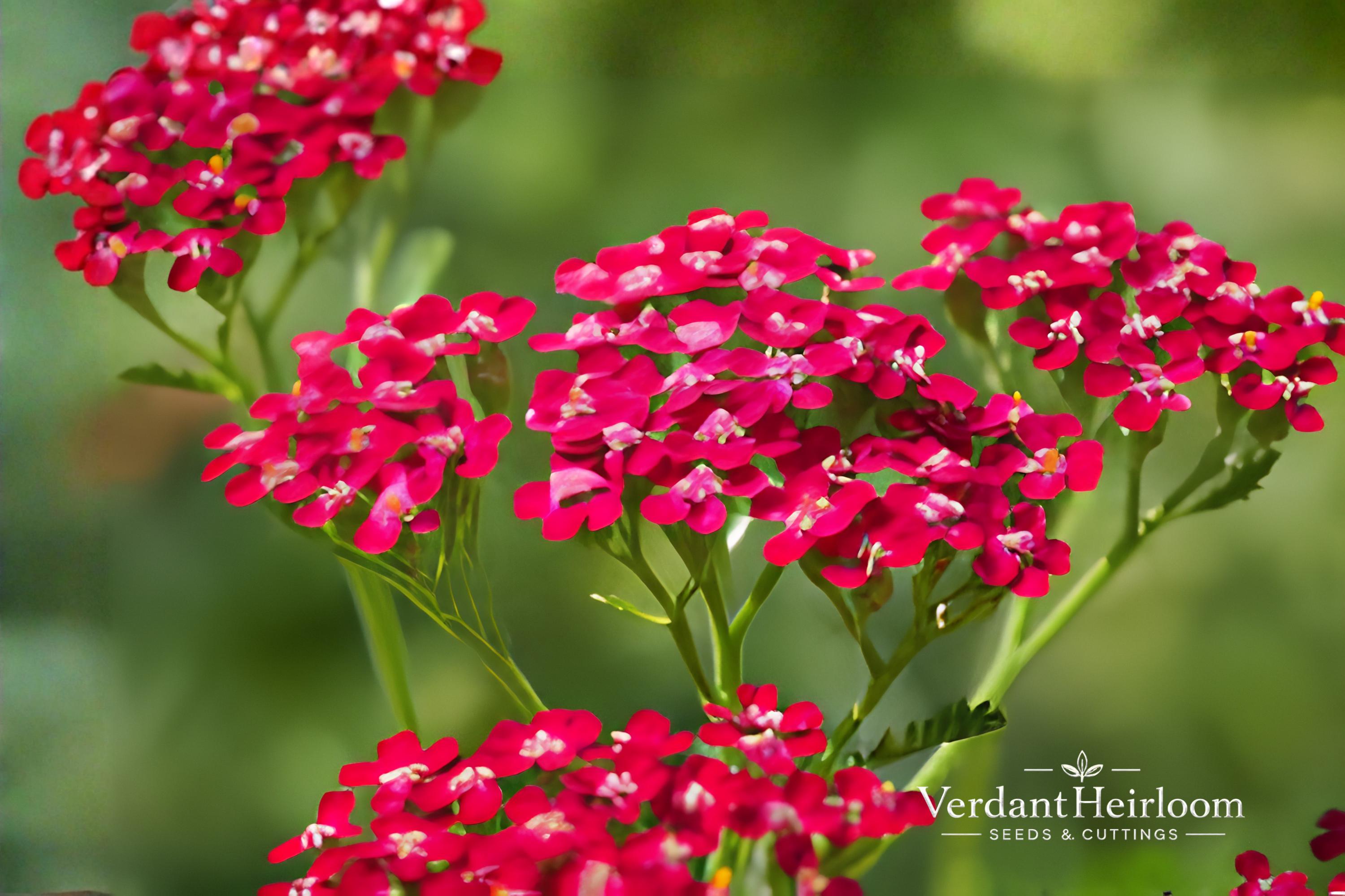 Vintage Red Yarrow Bare Root Plants – Achillea millefolium, Red Flower Clusters, Perennial, Full Sun, 2 Pack