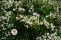 Virgin's Bower Seeds 50 – Clematis virginiana Native Climbing Vine with Fragrant White Flowers for Pollinators