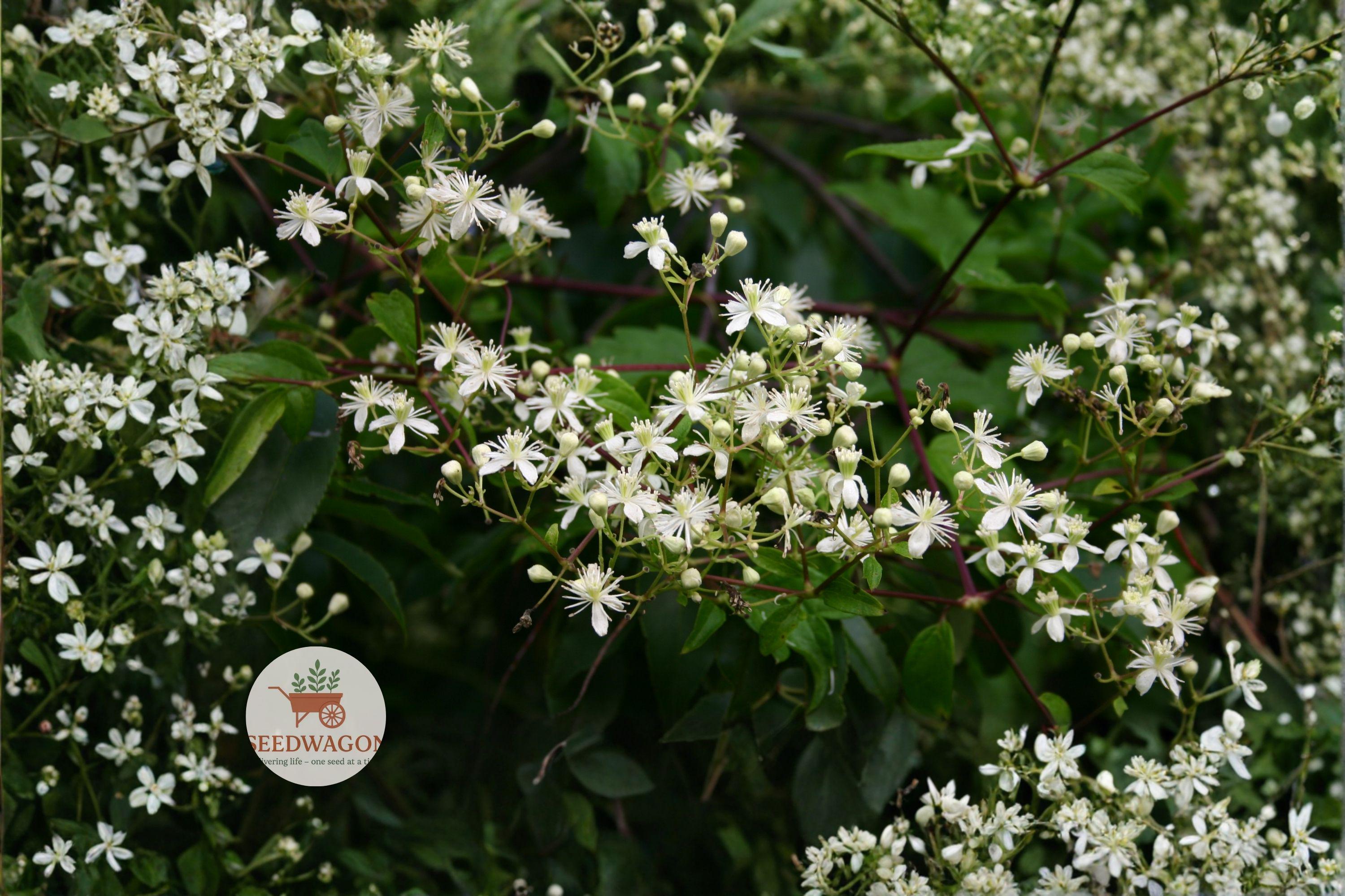 Virgin's Bower Seeds 50 – Clematis virginiana Native Climbing Vine with Fragrant White Flowers for Pollinators