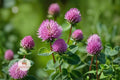 Red Clover Seeds 100 Trifolium pratense Pollinator Cover Crop Pink Purple Wildflower Plant