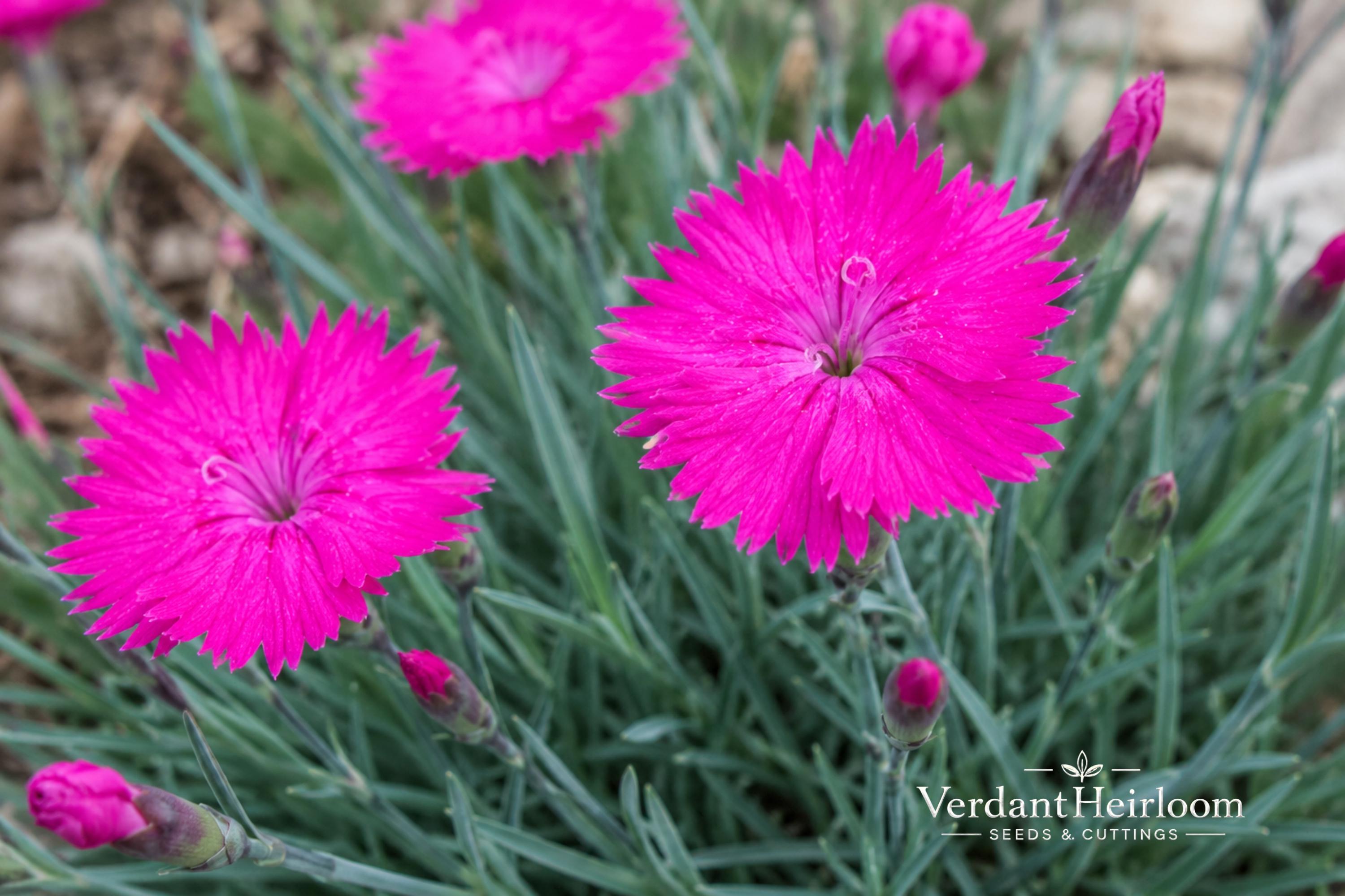 Neon Star Dianthus Plant – Fragrant Pink Perennial Bare Root Starter – Dianthus 'Neon Star' for Borders & Rock Gardens
