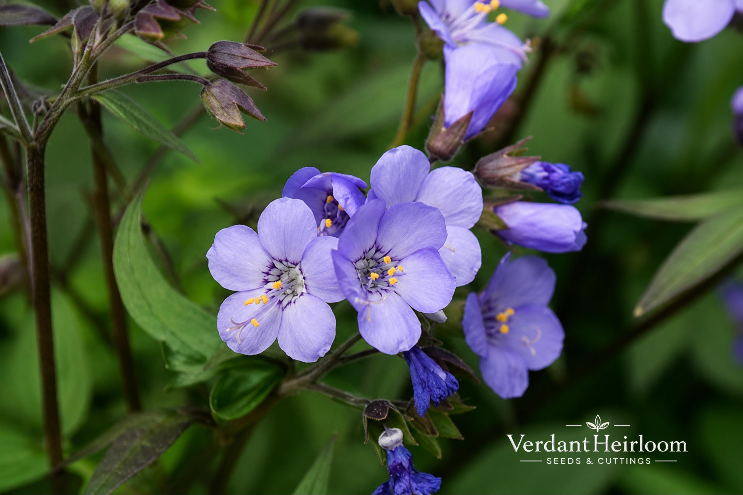 Heaven Scent Jacob's Ladder Bare Root Plant – Polemonium hybrid – Blue-purple blooms, Perennial, Shade garden, 6+ inches