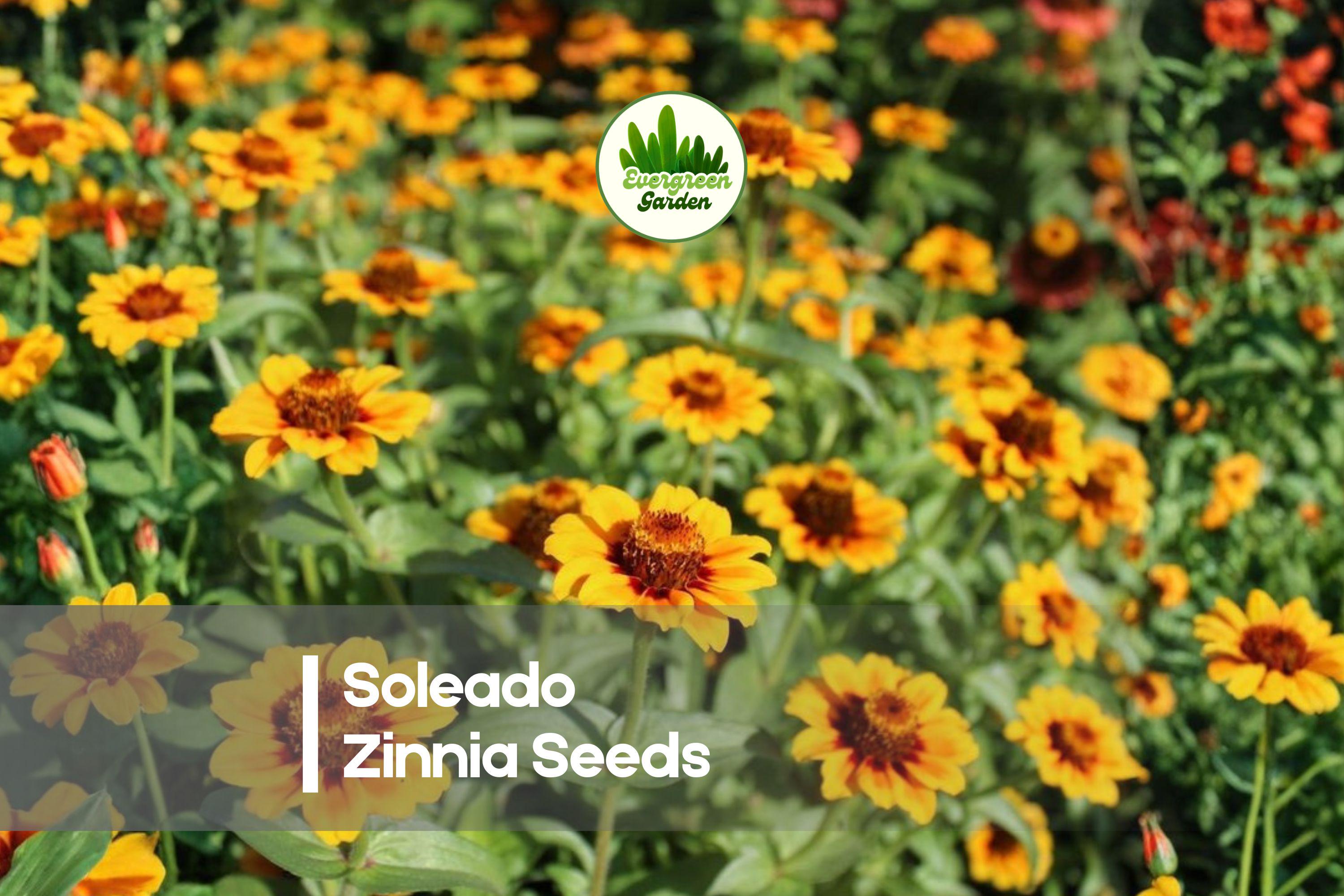 100+ Soleado Zinnia Seeds – Bright Golden Yellow Blooms, Easy to Grow, Butterfly & Pollinator Attractant, Zinnia elegans, Summer to Frost