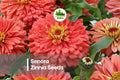 100+ Senora Zinnia Seeds – Scarlet Red Double Blooms, Vibrant Garden Flowers, Zinnia elegans, Summer to Frost, Easy Grow