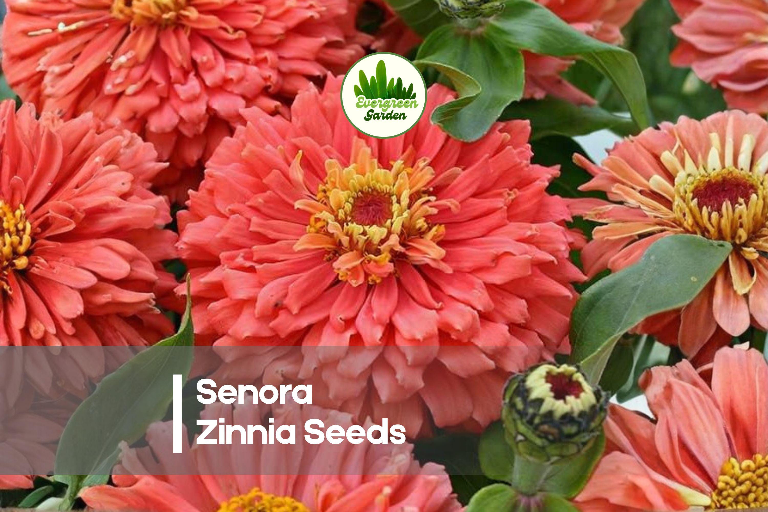 100+ Senora Zinnia Seeds – Scarlet Red Double Blooms, Vibrant Garden Flowers, Zinnia elegans, Summer to Frost, Easy Grow