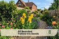 50 Bearded Yellow Iris Seeds - Bright Yellow Perennial Flower for Borders, Garden Beds, Cottage Gardens, Iris spp.