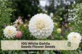 White Dahlia Seeds – 100 Premium Flower Seeds for Ornamental Garden, Borders, Containers, Dahlia pinnata