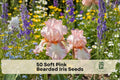 Soft Pink Bearded Iris Seeds - Iris germanica, Perennial Flower for Borders, Cottage Gardens, Flower Beds