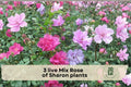 3 Live Rose of Sharon Plants in 2.5-Inch Pots – Hibiscus syriacus, Mixed Flower Colors, Long-Blooming Shrub for Garden, Hedges & Pollinator Gardens