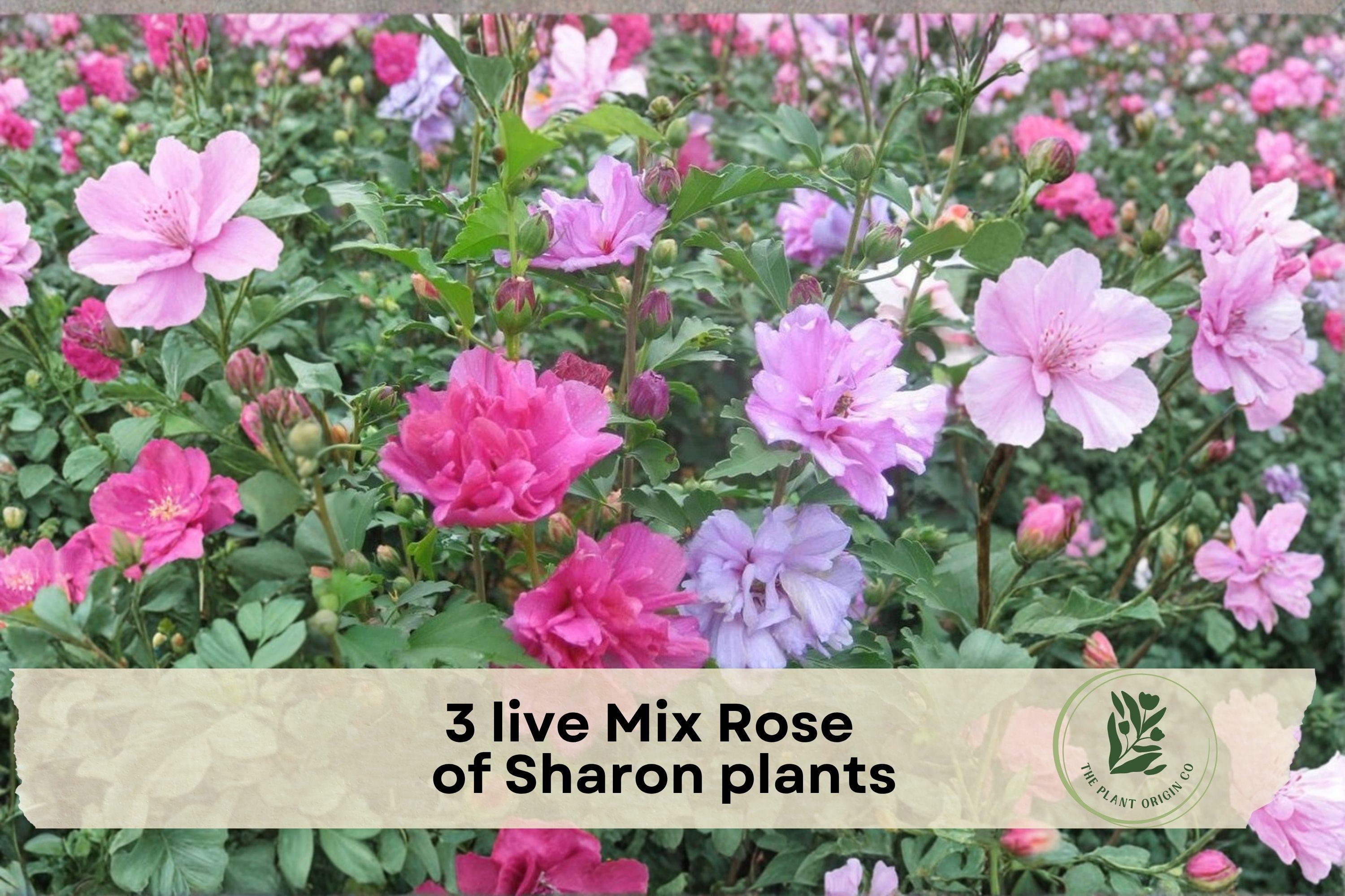 3 Live Rose of Sharon Plants in 2.5-Inch Pots – Hibiscus syriacus, Mixed Flower Colors, Long-Blooming Shrub for Garden, Hedges & Pollinator Gardens