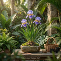Dwarf Crested Iris Bare Root Plants | Iris cristata Native Wildflower Ground Cover Flower