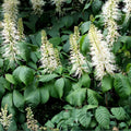 Bottlebrush Buckeye Shrub Bare Root Plant – Aesculus parviflora, Native, 6"+ Tall, Wildlife-Friendly, Fall Color, Low Maintenance