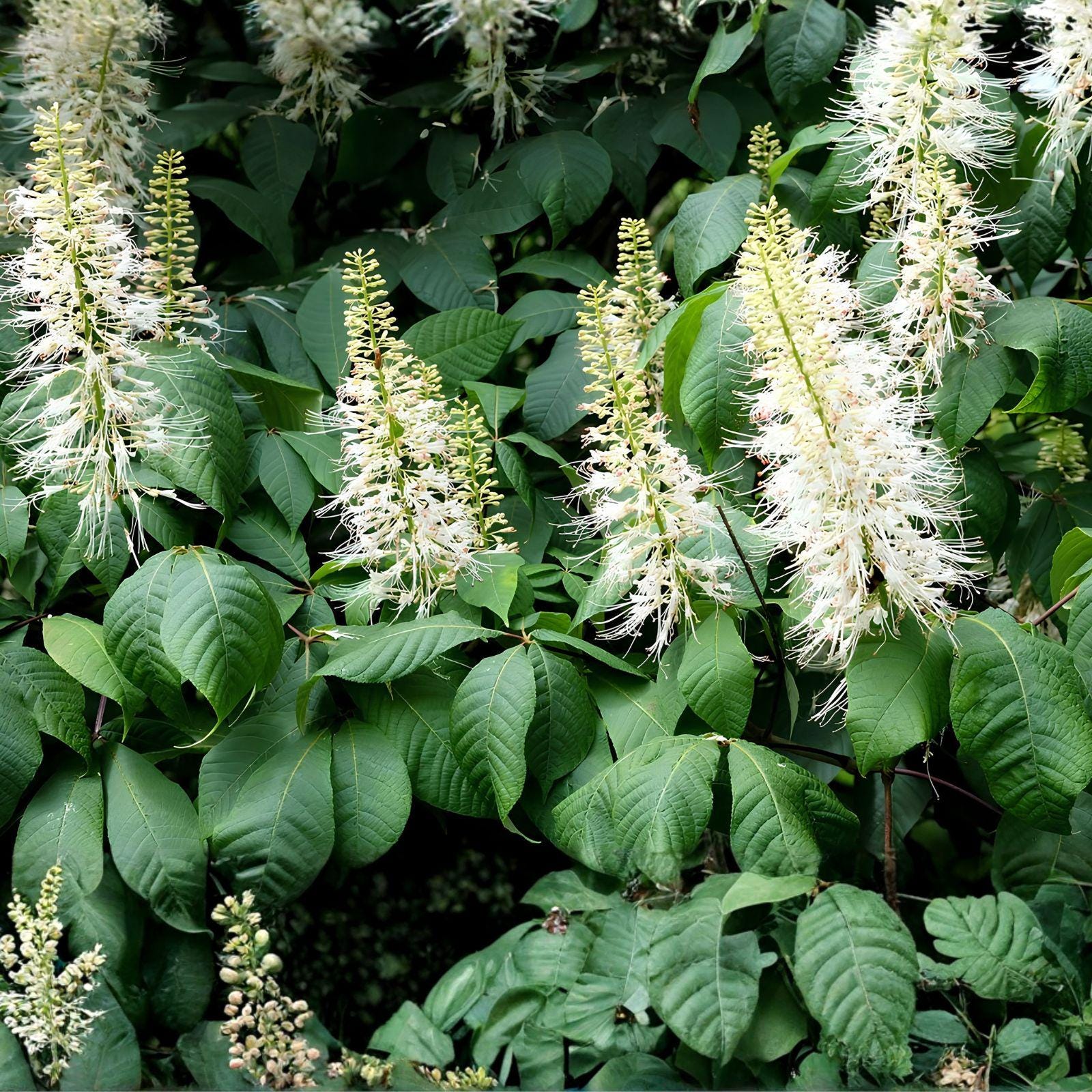 Bottlebrush Buckeye Shrub Bare Root Plant – Aesculus parviflora, Native, 6"+ Tall, Wildlife-Friendly, Fall Color, Low Maintenance