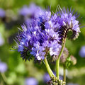 Lacy Phacelia Seeds – Pollinator-Friendly Wildflower, Lavender-Blue Blooms, Attracts Bees & Butterflies, Phacelia tanacetifolia, 100 Seeds
