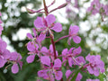 Fireweed Seeds – Chamaenerion angustifolium Wildflower Seeds for Pollinator Gardens, Woodland, Natural Landscape