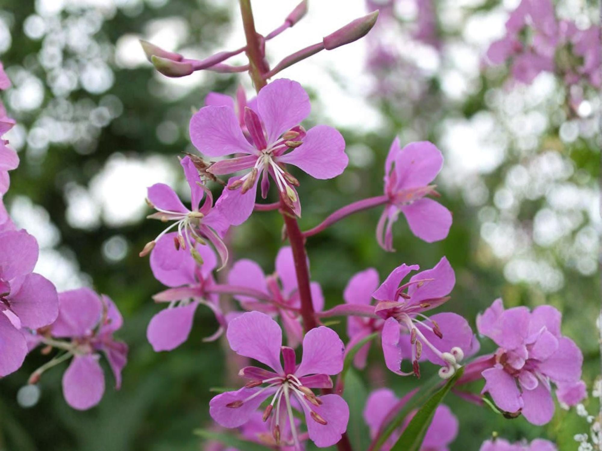 Fireweed Seeds – Chamaenerion angustifolium Wildflower Seeds for Pollinator Gardens, Woodland, Natural Landscape