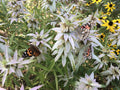 Spotted Bee Balm Seeds – Monarda punctata Wildflower Seeds for Pollinator Gardens, Cottage Garden, Natural Landscape