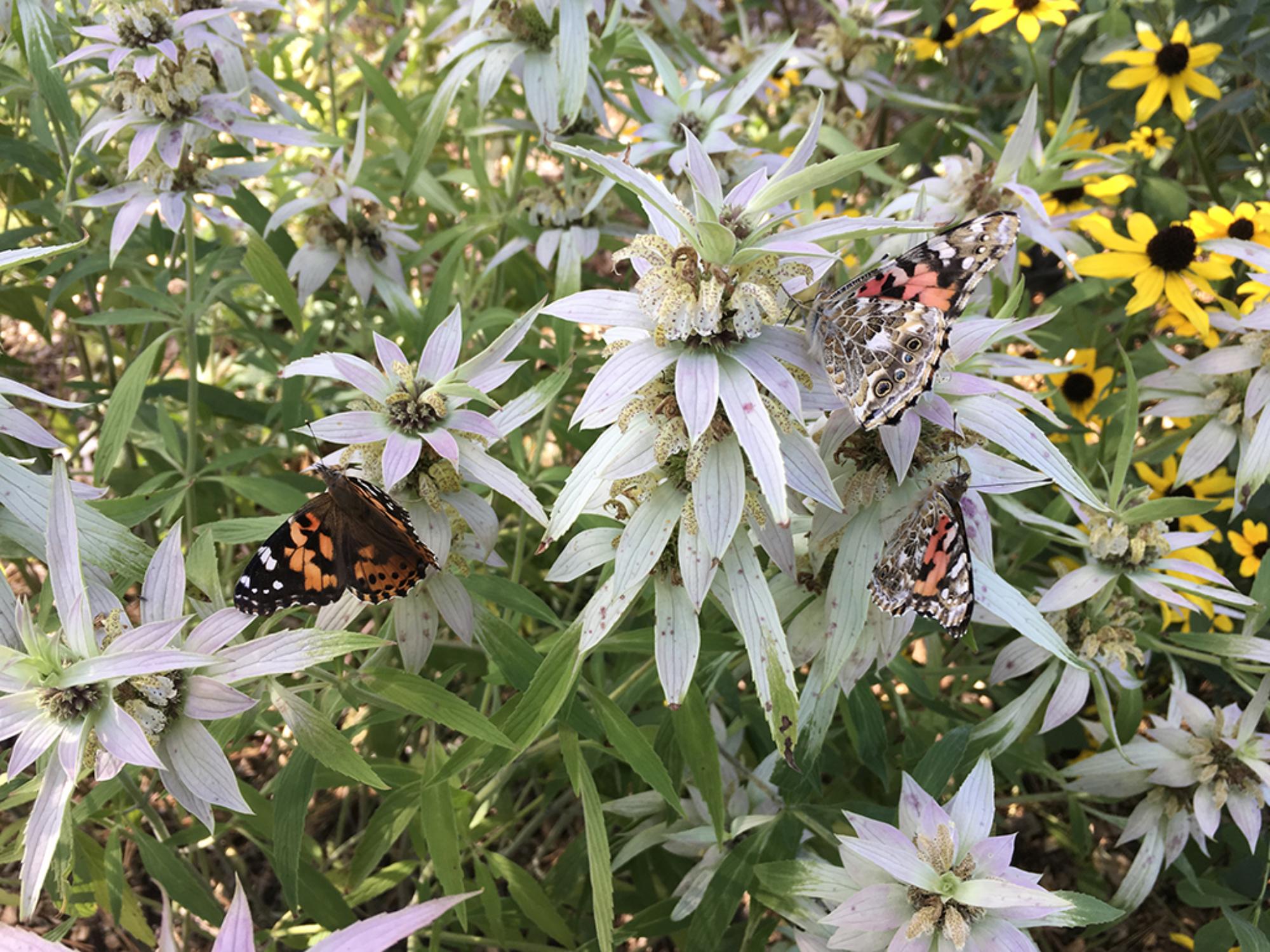 Spotted Bee Balm Seeds – Monarda punctata Wildflower Seeds for Pollinator Gardens, Cottage Garden, Natural Landscape