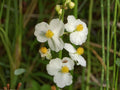 Common Arrowhead Seeds – Sagittaria latifolia Wetland Wildflower for Rain Gardens & Water Edges, Moist Soil Planting, 100 Seeds