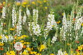 White Sweet Clover Seeds – Melilotus alba Pollinator Cover Crop, Wildflower, Flowering Clover, 100 Seeds