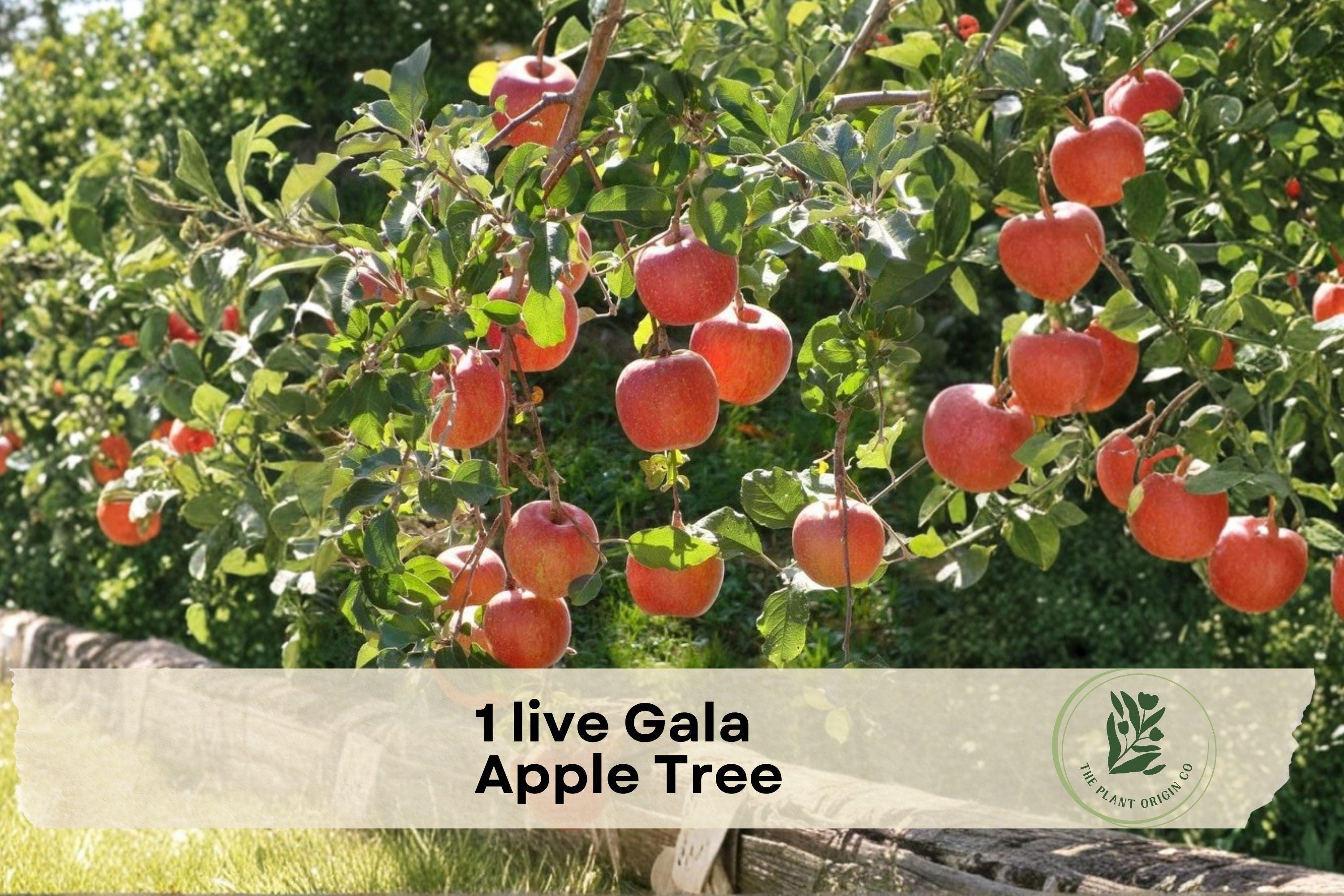 Gala Apple Tree - Live Grafted Fruit Tree in 1-Gallon Pot, Produces Red & Yellow Apples, White-Pink Blossoms, Malus domestica