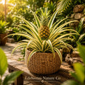 Variegated Pineapple Starter Plants – Ananas comosus, Tropical Edible Fruit, Ornamental Bromeliad, 5 Live Plants