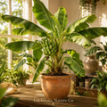 Gran Nain Banana Tree Starter Plant | Tropical Edible Fruit Plant | Musa acuminata | Live Garden Fruit Tree