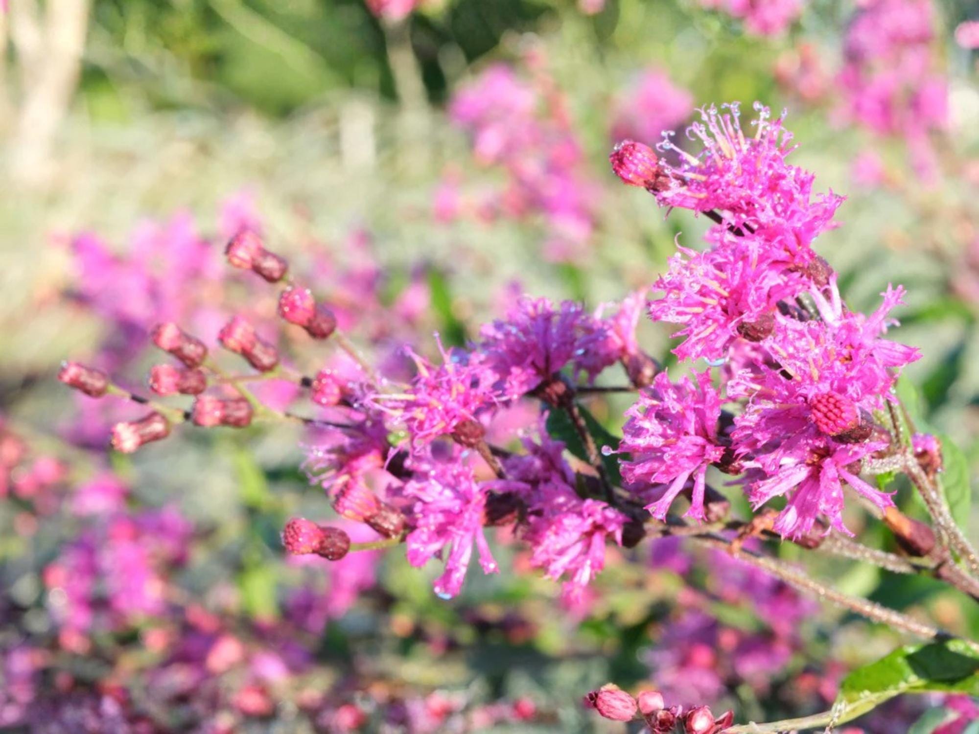 Tall Ironweed Seeds – Vernonia gigantea Wildflower Seeds for Pollinator Gardens, Cottage, Meadow & Natural Landscapes
