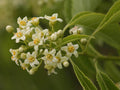 American Bittersweet Seeds – Celastrus scandens Vine for Trellis & Cottage Garden, Natural Vertical Plant Seeds