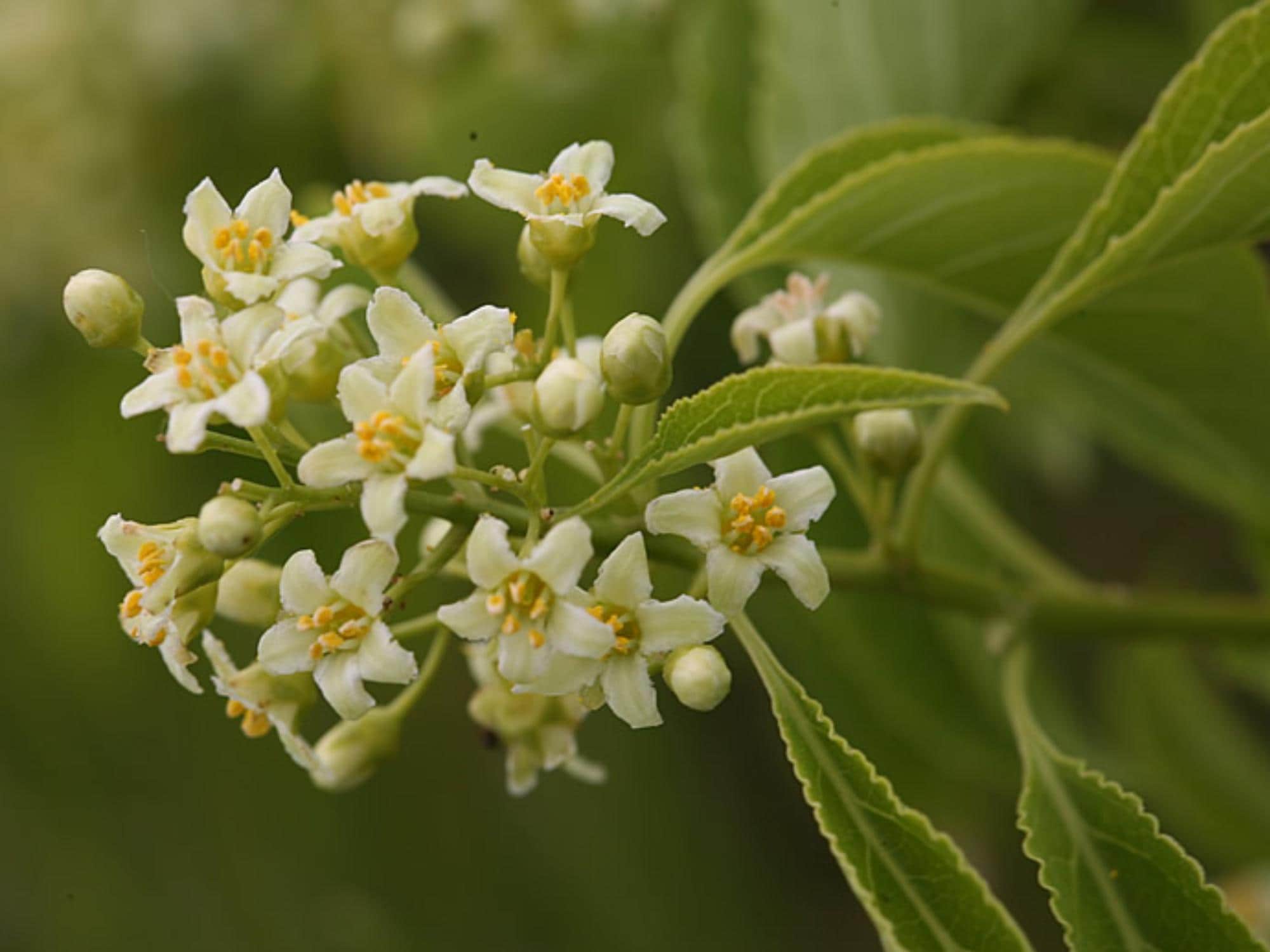 American Bittersweet Seeds – Celastrus scandens Vine for Trellis & Cottage Garden, Natural Vertical Plant Seeds