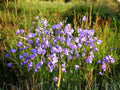 Wildflower Seeds – Campanula rotundifolia Harebells for Pollinator Gardens, Cottage, Meadow & Natural Landscapes