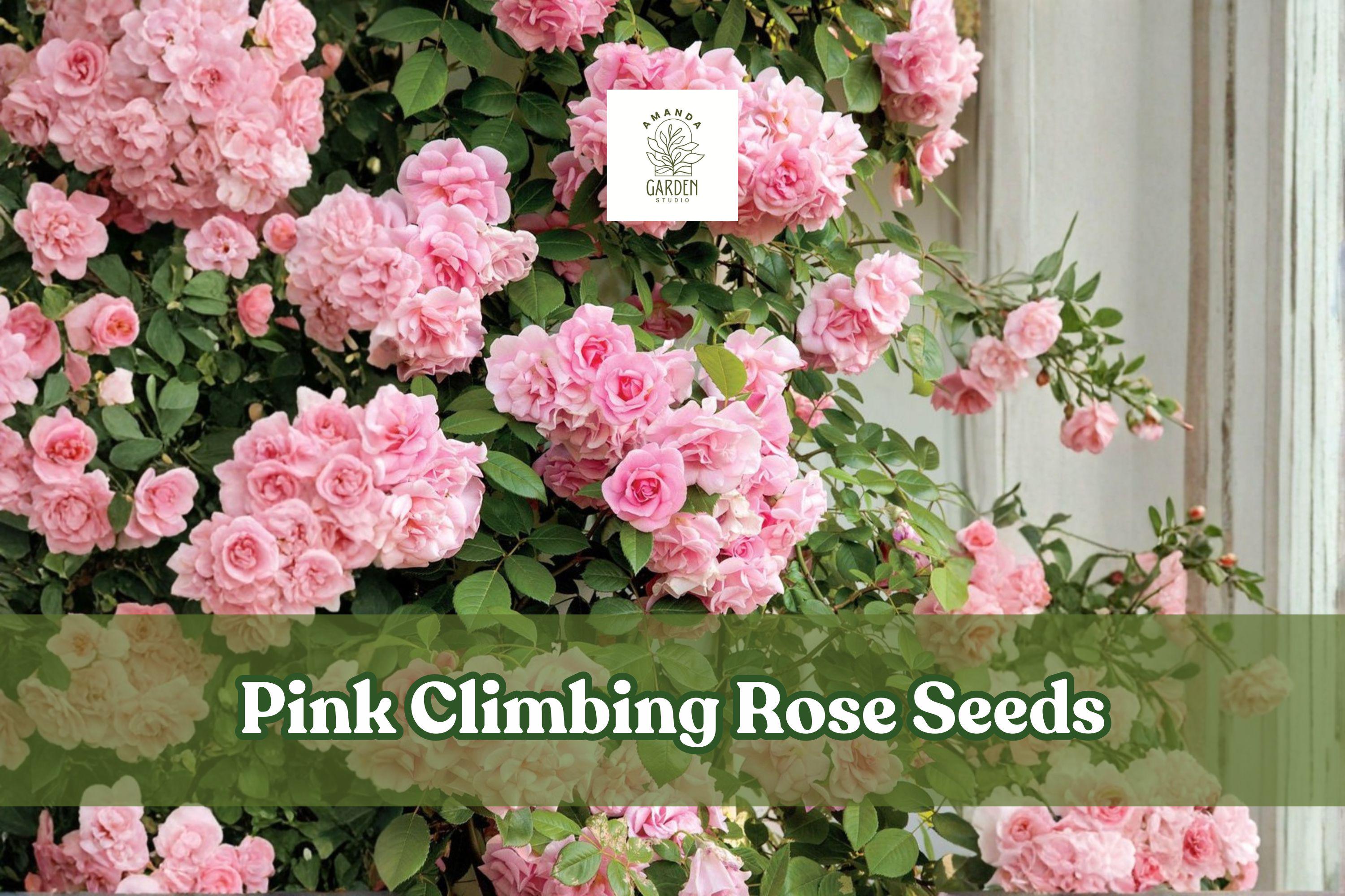 Pink Climbing Rose Seeds – Heirloom Flowering Vine for Trellises, Fences, Arbors, Cottage Gardens, Rosa spp.