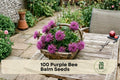 100 Purple Bee Balm Seeds - Wild Bergamot Monarda spp. Perennial Flower for Pollinator Gardens, Borders & Cut Flowers