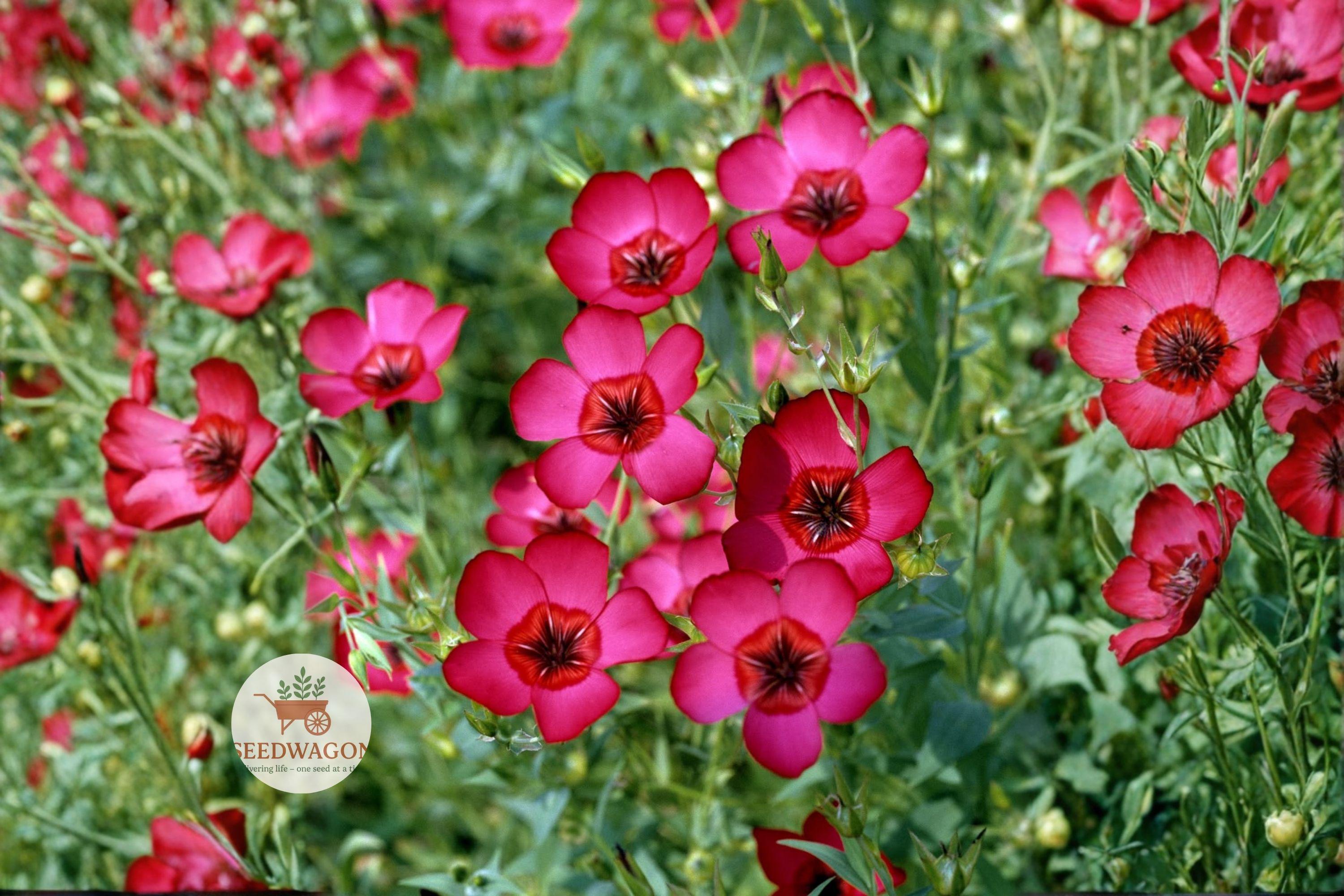 Scarlet Flax Seeds 100 Linum grandiflorum rubrum Wildflower Pollinator Garden Plant, Bright Red Annual for Borders & Meadows