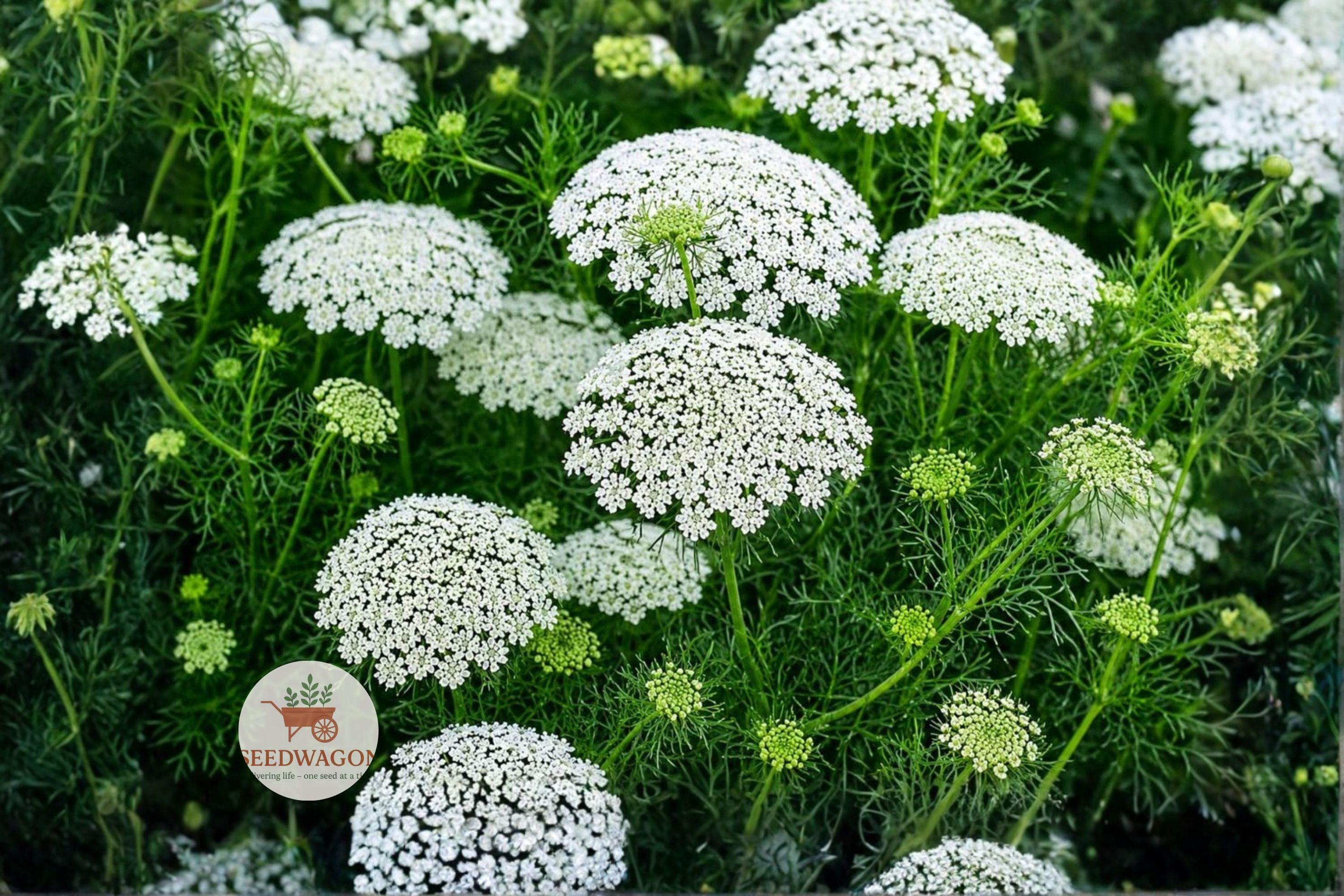 Bishop's Flower Seeds 100 Ammi majus White Lace Flower Pollinator Cottage Garden Plant
