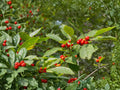 Winterberry Holly Shrub Seeds, Ilex verticillata, Bright Red Berries, Deciduous Perennial Plant, Wildlife Garden, 25 Seeds