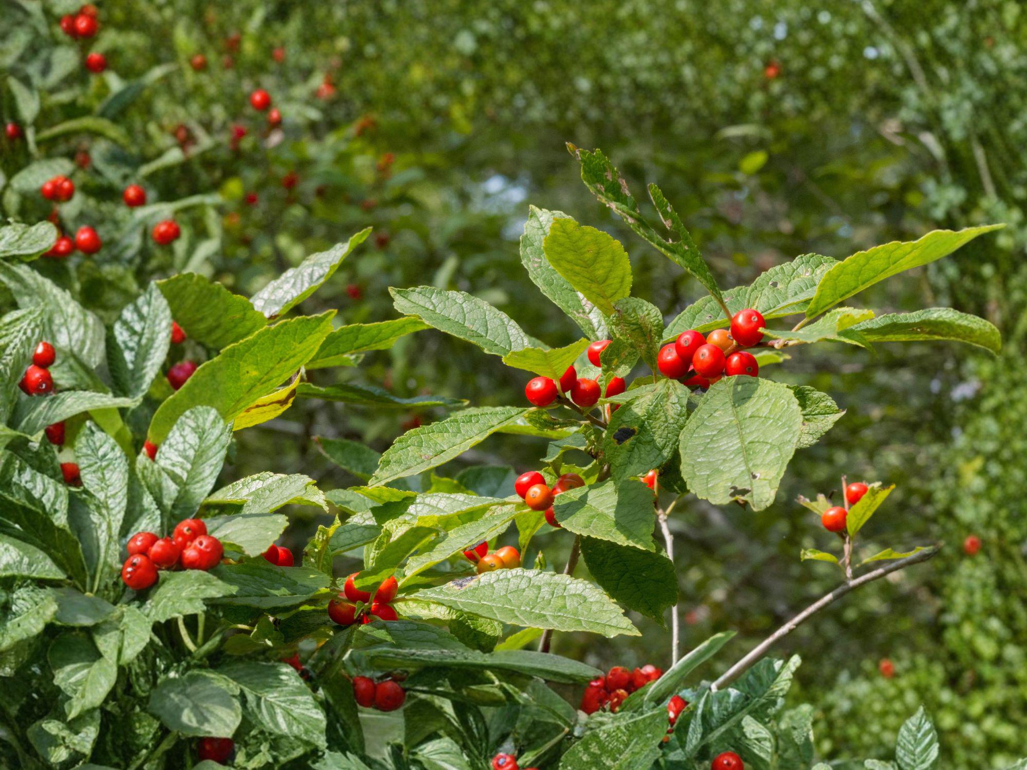 Winterberry Holly Shrub Seeds, Ilex verticillata, Bright Red Berries, Deciduous Perennial Plant, Wildlife Garden, 25 Seeds