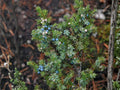 Common Juniper Evergreen Seeds | Juniperus communis | Blue-Green Foliage, Berry-Like Cones, Landscape & Rock Garden Plant