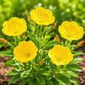 Evening Primrose Seeds | Wildflower Pollinator Plant | Oenothera lamarckiana | Native Flower Seeds for Gardens
