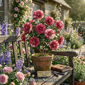 Emmett Pfingsti Camellia japonica Starter Plant – Evergreen Flowering Shrub with Unique Blooms, Ornamental Foliage