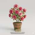 Otome Camellia Japonica Starter Plant - Evergreen Flowering Shrub with Variable Blooms, Ornamental Camellia, Shade Garden Plant