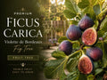 Violette de Bordeaux Fig Tree - Dwarf Container Plant with Dark Purple Edible Fruit - Ficus Carica