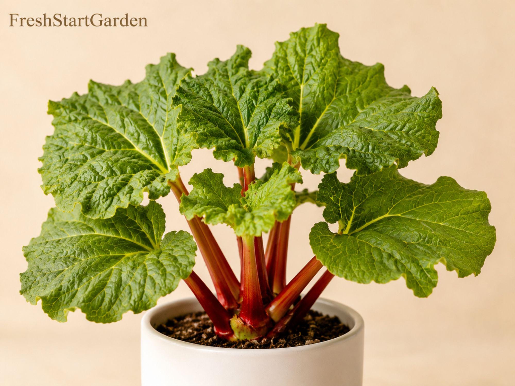 Victoria Rhubarb Bare Root Perennial Vegetable, Green Stalks with Crimson Blush, Rheum rhabarbarum