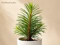 Giant Sequoia Bare Root Plant 6-12" Evergreen Conifer Tree Sequoiadendron giganteum Landscape Specimen