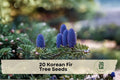 20 Korean Fir Tree Seeds - Abies koreana Evergreen Conifer with Purple-Blue Cones for Landscape & Garden Planting
