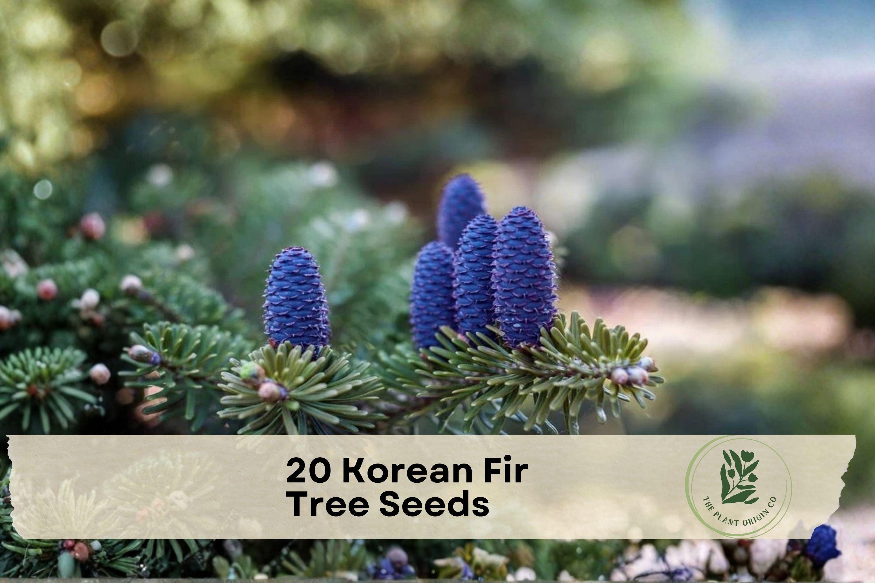 20 Korean Fir Tree Seeds - Abies koreana Evergreen Conifer with Purple-Blue Cones for Landscape & Garden Planting