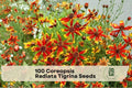 Coreopsis Radiata Tigrina Seeds – 100 Flower Seeds for Bright Red and Yellow Blooms, Ornamental Pollinator and Wildflower Garden Plant